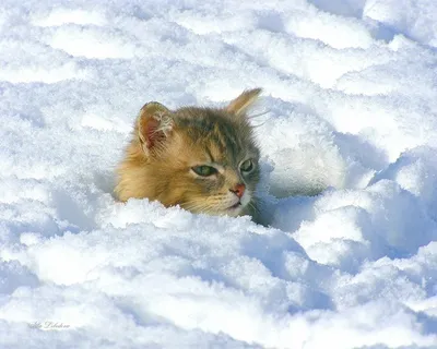 Котики в снежной красоте: скачивай в любом формате изображения!