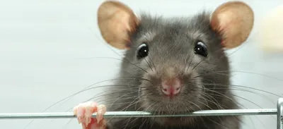 Кожные заболевания крыс фотографии
