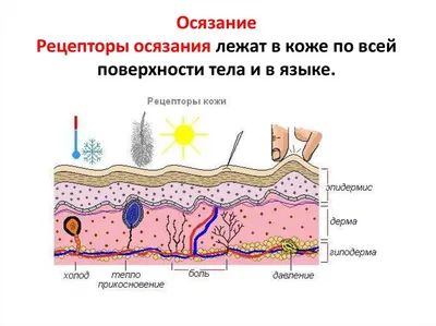 Скачивание в JPG, PNG, WebP: Фотографии Кожных Проблем