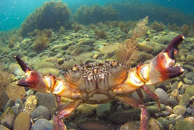 Фото крабов черного моря: выберите размер изображения и скачайте бесплатно в PNG, JPG или WebP