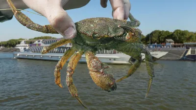 Фотографии крабов черного моря: скачивайте бесплатно красочные картинки в JPG и PNG