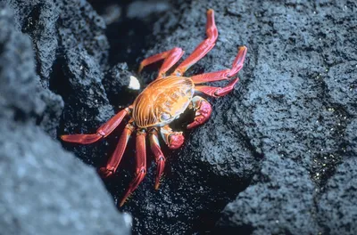 Величественные создания: уникальные фото Крабов черного моря