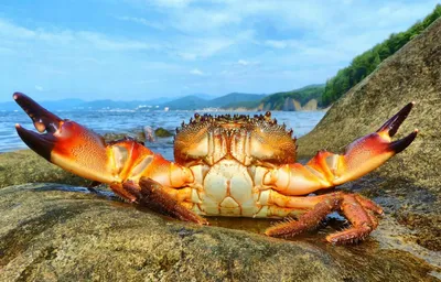 Погружение в тайны морского дна: красота Крабов черного моря на фото