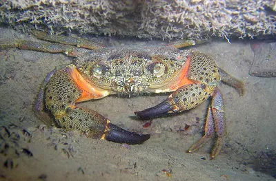 Великолепные крабы черного моря: фотографии в HD качестве для вашего удовольствия