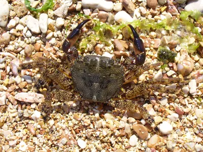 Уникальные крабы черного моря: фото в формате WebP для ваших проектов