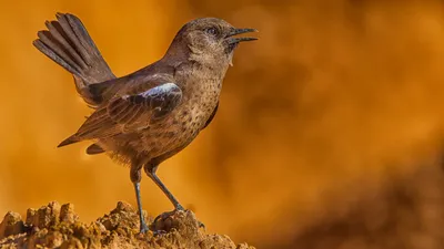 Крапивник птица фотографии