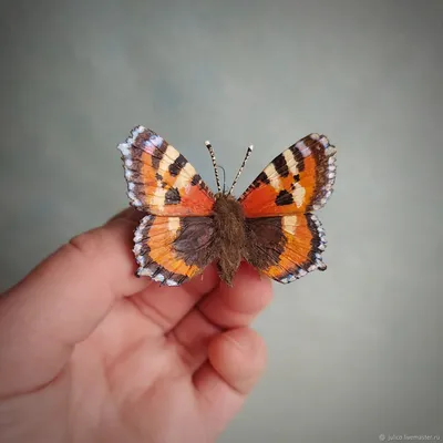 Фото Крапивницы бабочки в формате WebP