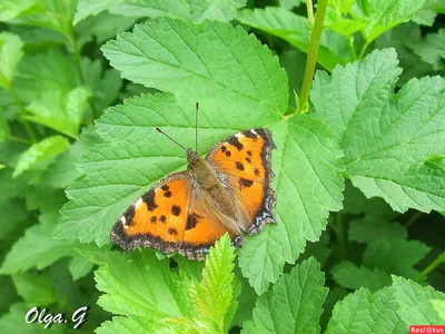 Изображение Крапивницы бабочки для скачивания в PNG формате
