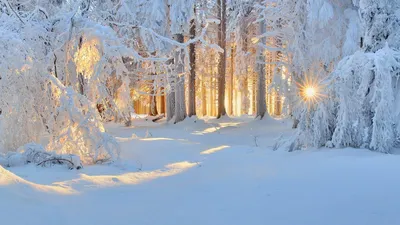 Зимние фотографии: Красивые снежные картины в формате PNG