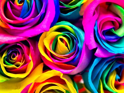 Изображения крашеных роз для веб-дизайна