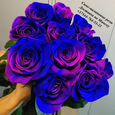 Изысканные крашеные розы в формате jpg