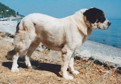Крашская овчарка: снимки в высоком разрешении для печати