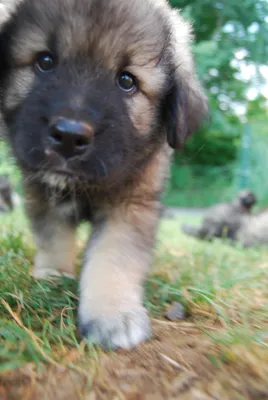 Крашская овчарка на фото: сильный и мощный пес