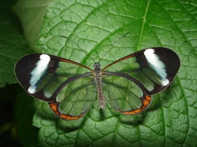 Прекрасная бабочка - картина природы