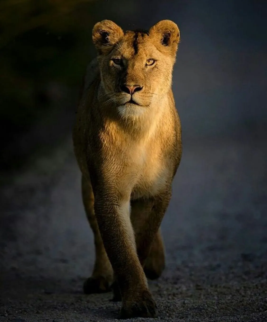 Львица с детенышем (55 фото)