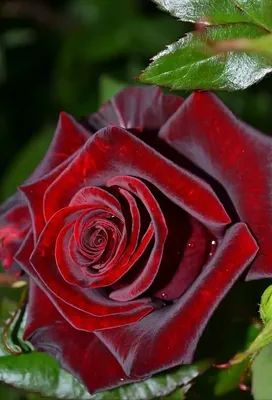 Фотка красивой розы: скачивайте в любом формате