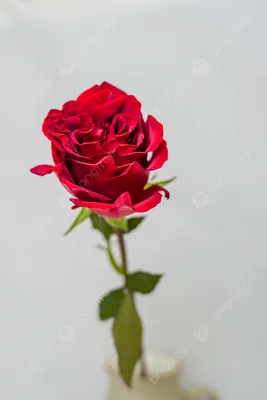 Изображение красивой розы: скачайте в удобном формате