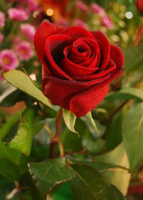 Красочная роза на фотографии: выбирайте формат для загрузки