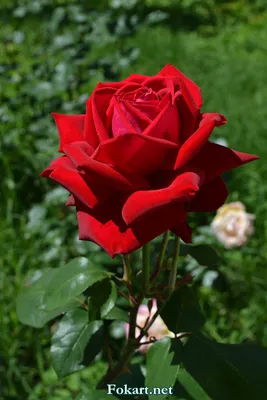 Изысканная роза на фотографии: выберите формат для загрузки