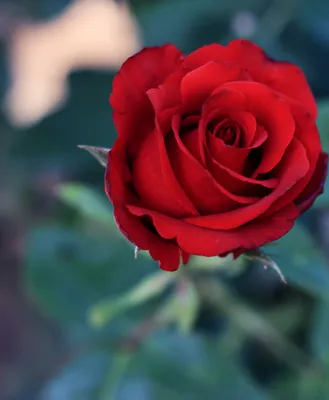 Красочная роза на картинке: доступны форматы jpg, webp и png