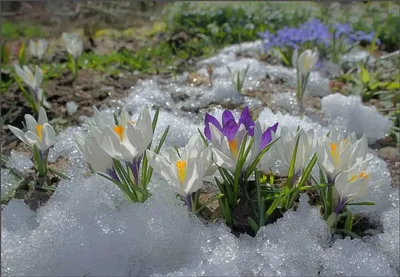 Фотографии весеннего цветения