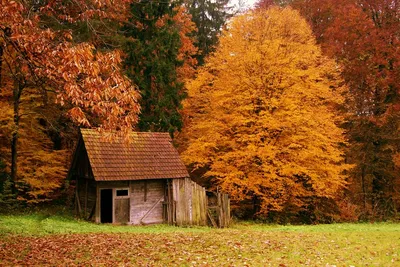 Фото красивых домов в лесу