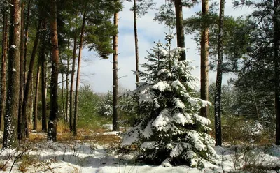 Бесплатные фотки с красивыми елками в лесу в хорошем качестве