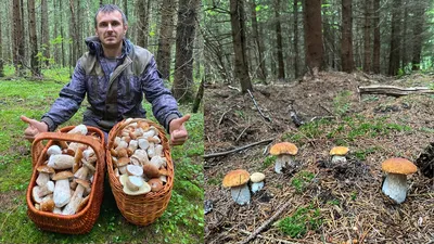 Рисунки грибов в лесу: фотоотчет