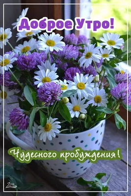 Цветочное приветствие: фотографии цветов, чтобы начать день с радости
