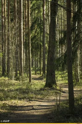 Лес весной: вдохновение и спокойствие на фотографиях