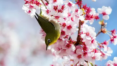 Фотографии весны: откройте для себя волшебство этого времени года