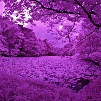 Красивые картинки в фиолетовом цвете  фото