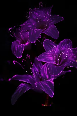 Красота в фиолетовых тонах: удивительные оттенки и фотографии