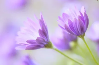 Фиолетовое вдохновение: красивые фотографии в фиолетовых оттенках