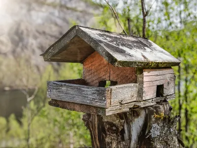 Кормушки для птиц: интимное свидание с дикой природой