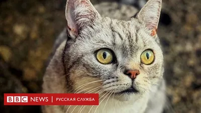 Очаровательные кошки для создания уникальной аватарки