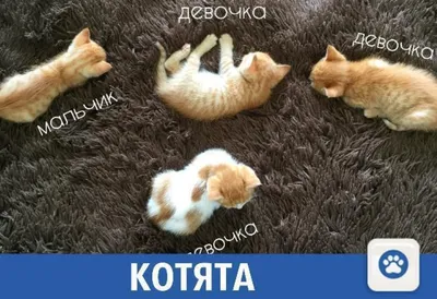 Фотографии красивых котят в формате JPG