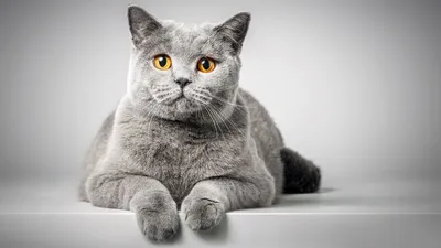 Фото красивых котов и кошек - формат PNG