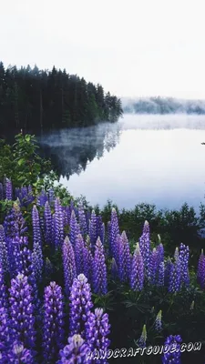 Красивые фотографии на заставку телефона в формате PNG: разнообразные изображения