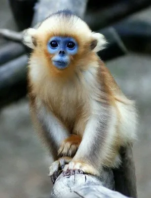Красивые обезьяны  фото