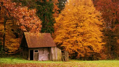 Зачарованный осенний лес: фотоэкскурсия