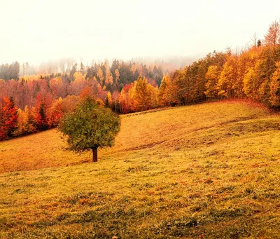 Лесной рай в HD: скачать фотографии бесплатно 