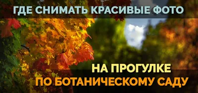 Восхитительные фото осенних лиственных деревьев