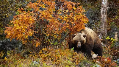 Золотые моменты: удивительные фотографии красивого осеннего леса