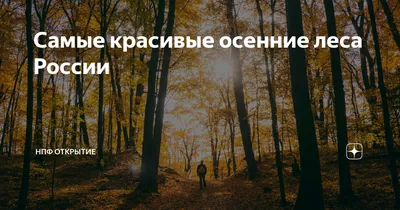 Осенний танец природы: фотоотчет о красивом лесе