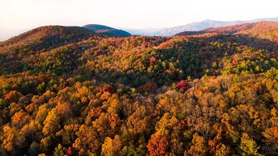 4K фото осеннего леса: изумительное качество