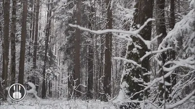 Зимняя ассиметрия: фотографии уникальных снежинок