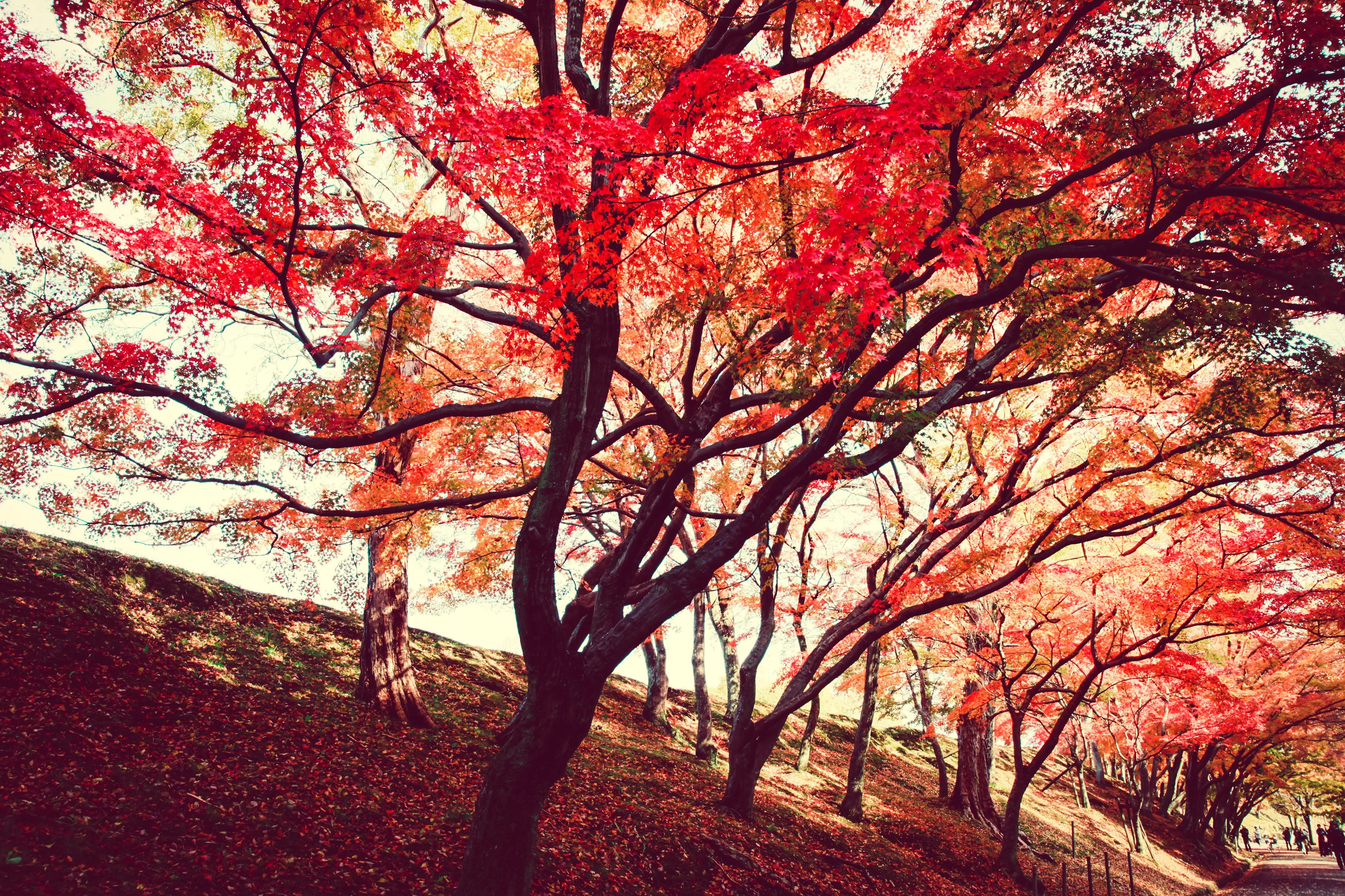 Красивое красное дерево. Красное дерево. Дерево с красными листьями. Пейзаж с красными деревьями. Дерево с красными листьями осенью.