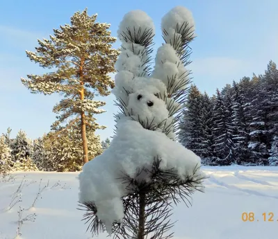 Магия зимнего ландшафта: красивые фотографии