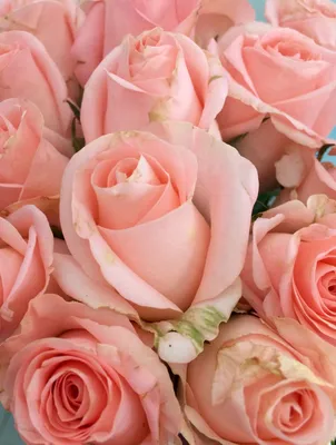 Удивительное фото розовых роз